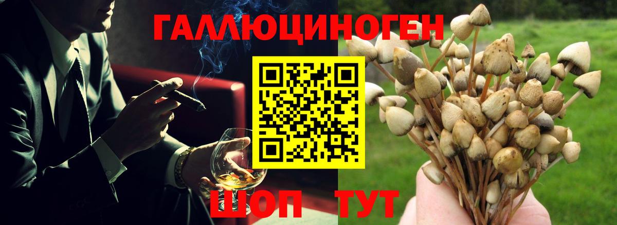 Черкесск  наркошоп  Вход с VPN  Псилоцибиновые грибы Psilocybine cubensis 